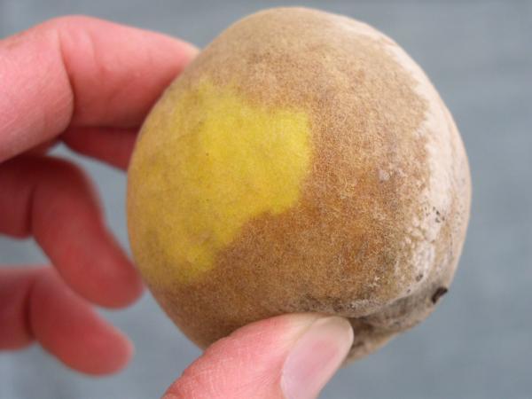 Portion of peach skin is discolored